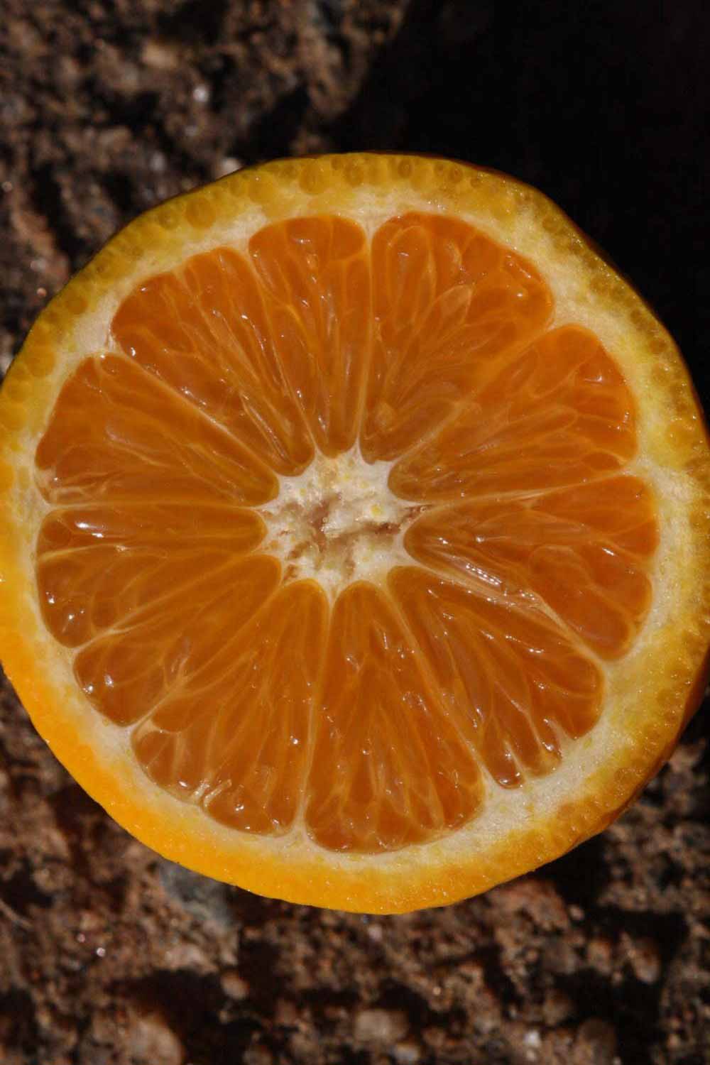              Fruit cross-section (Riverside, CA)       